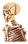 Imagen de Puzzle De Madera Esqueleto Humano